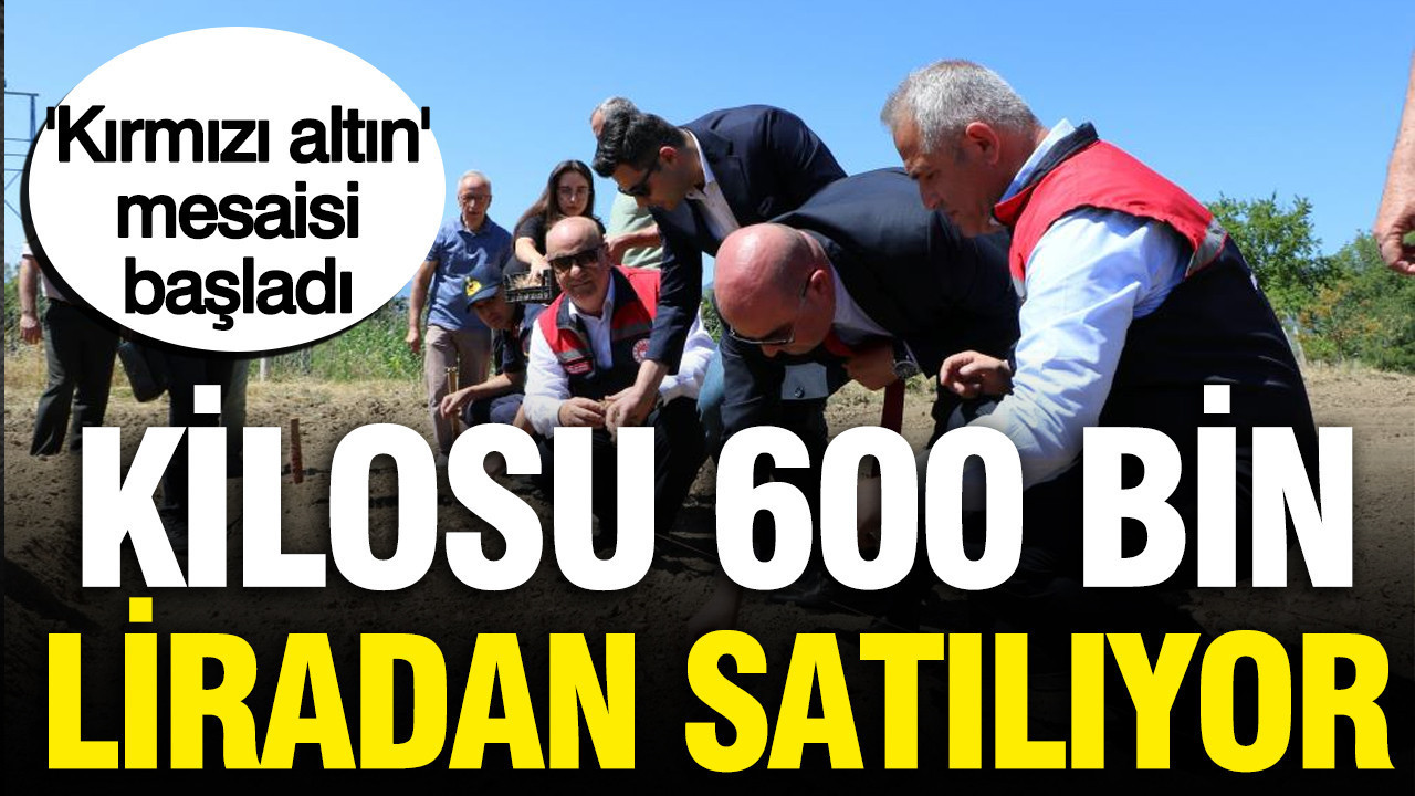 Kilosu Türkiye’de 600 bin liraya satılıyor: Kırmızı altın mesaisi başladı